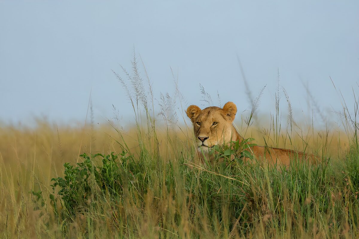 TPFR36319: Lionne dans l'herbe dorée