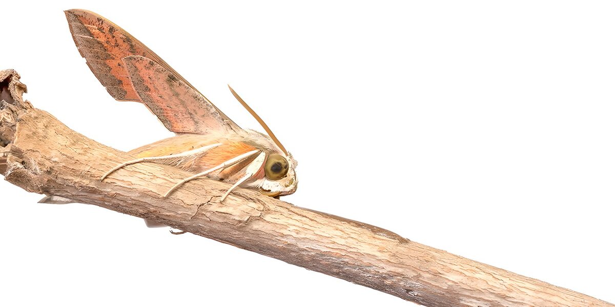 TPFR17967: Papillon nocturne sur une branche