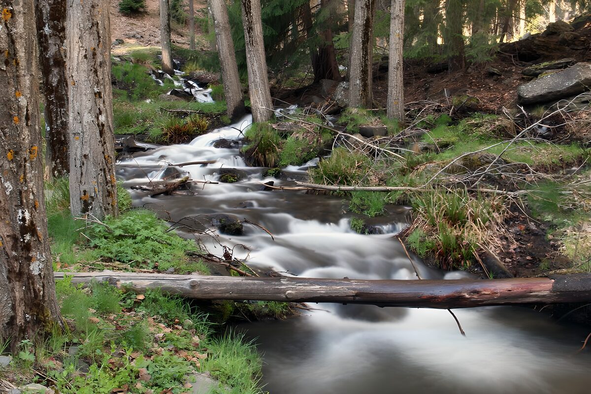 TPFR59033: Ruisseau paisible en forêt