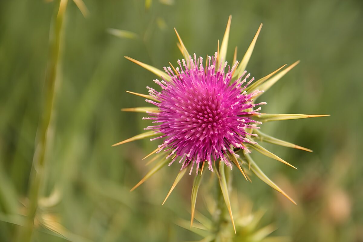 Fleur de chardon en pleine floraison