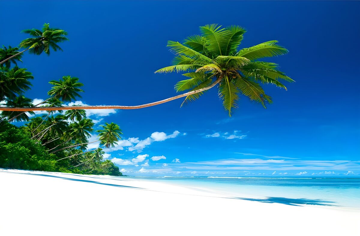Plage des Caraïbes avec palmiers penchés