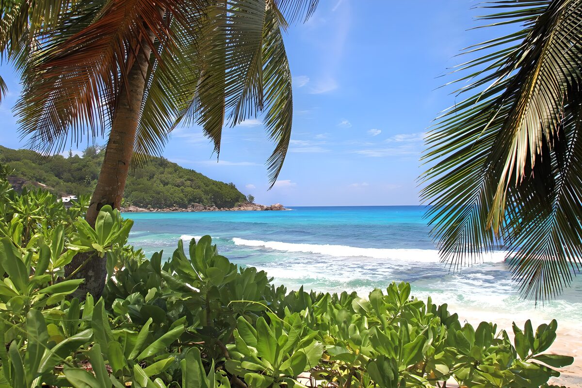 TPFR35371: Plage idyllique sous les palmiers