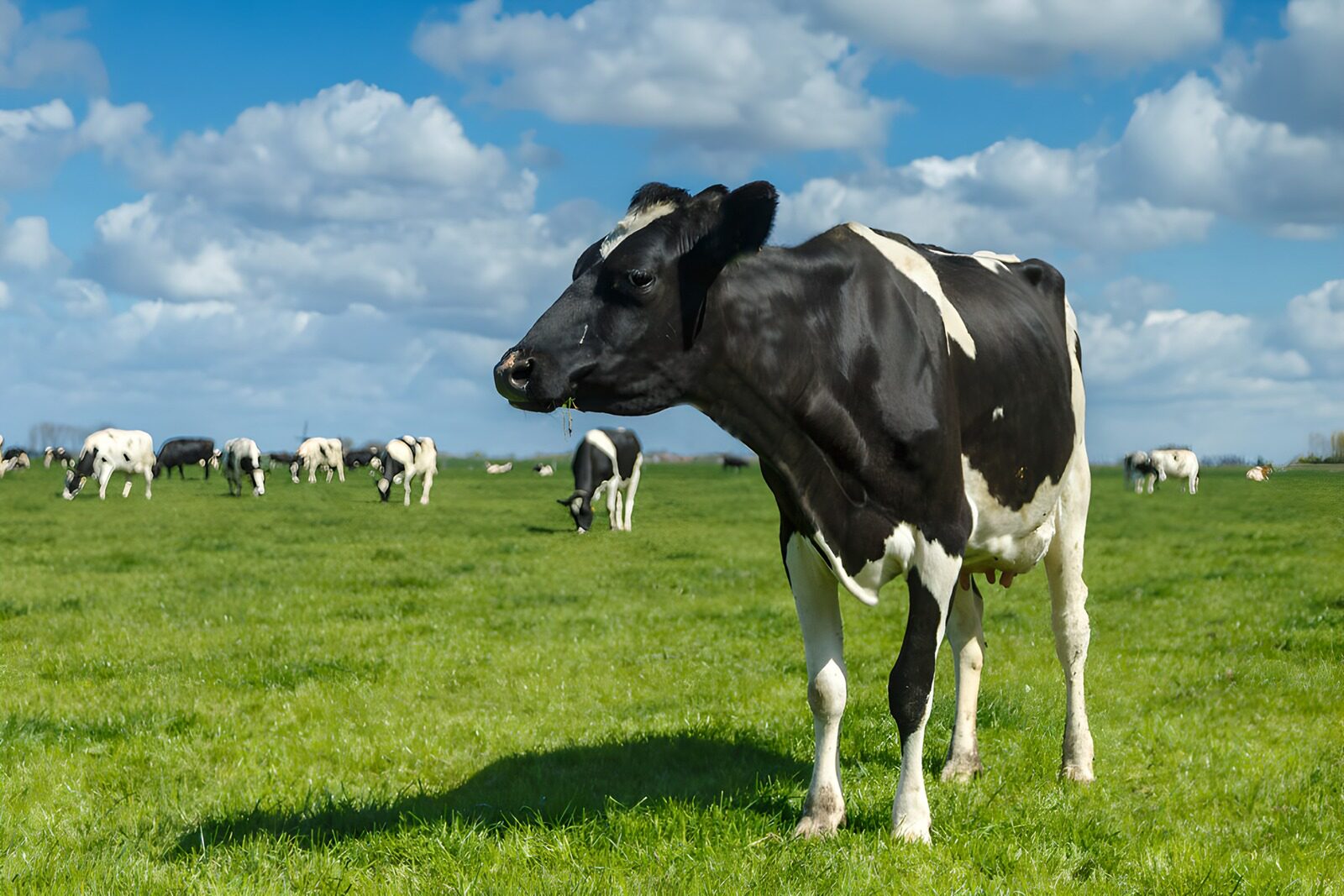TPFR79581: Vache dans un champ verdoyant