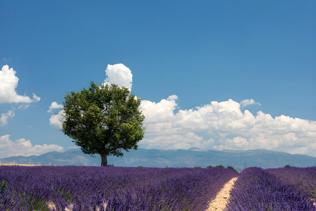 Champ de lavande sous un ciel bleu