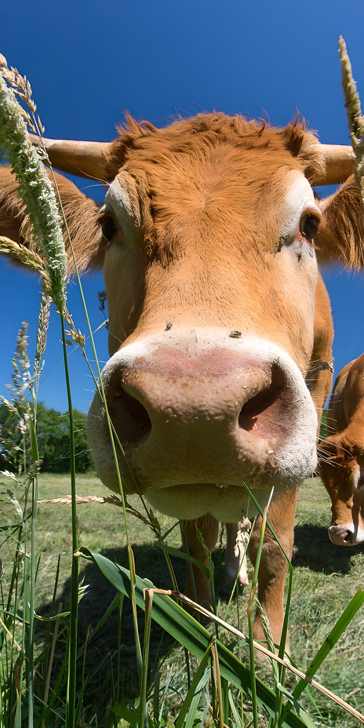 TPFR48896: Vache curieuse dans les champs