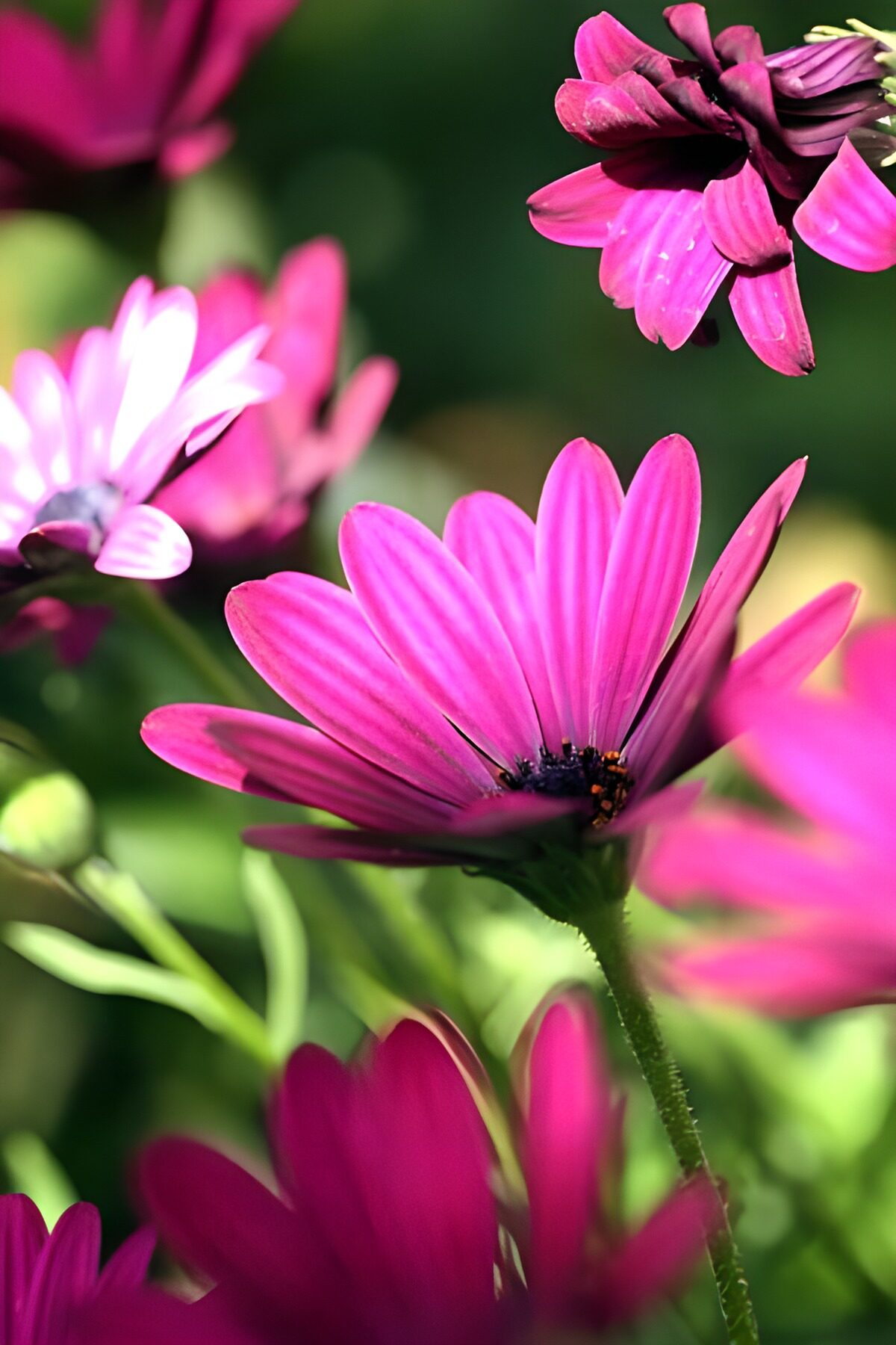 Photo de fleurs 134