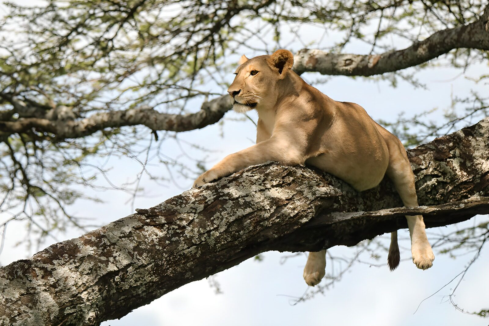 TPFR11290: Une lionne se repose dans un arbre