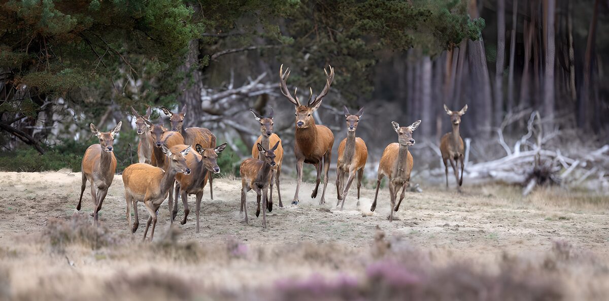 TPFR49504: Cerfs courant dans la forêt
