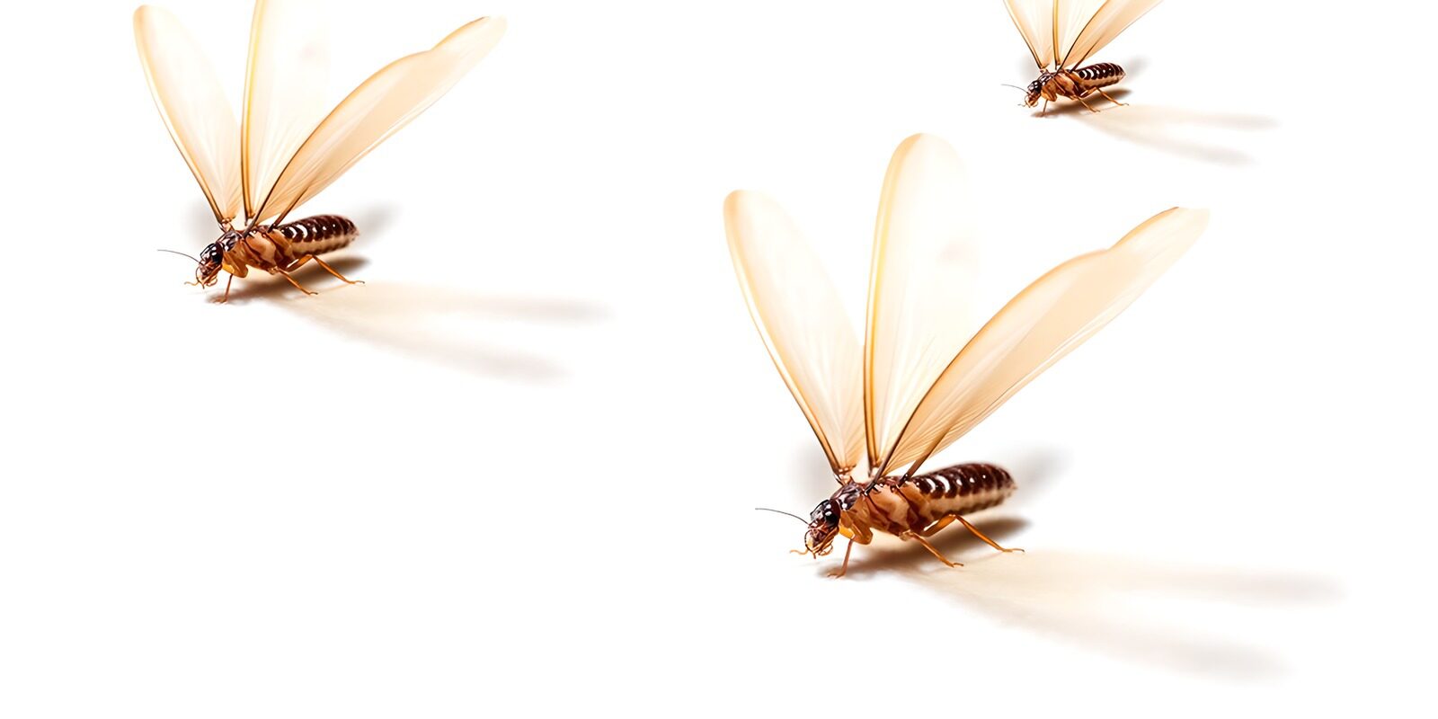 TPFR84986: Termites volantes en plein vol