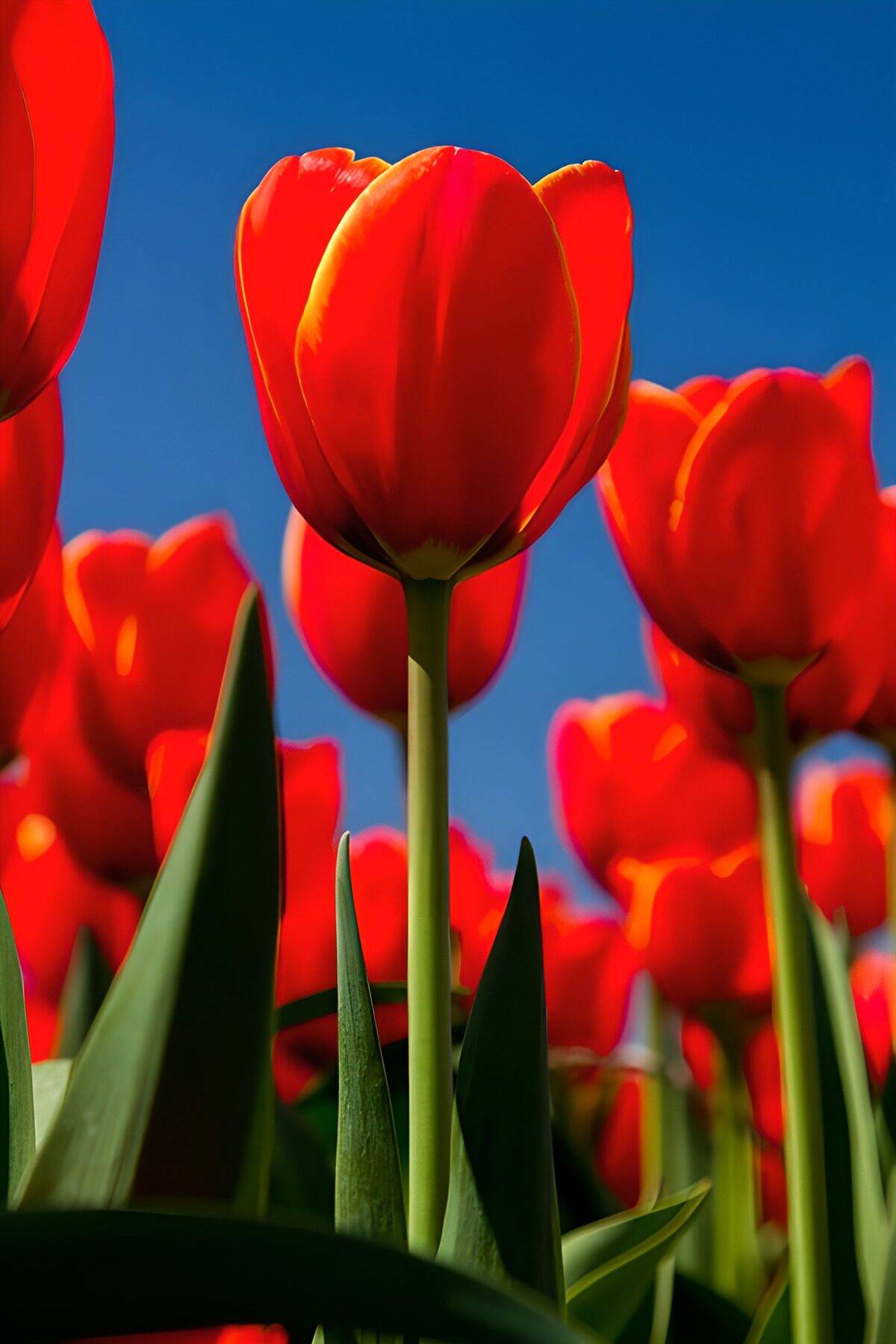 TPFR13634: Tulipes éclatantes sous le ciel bleu