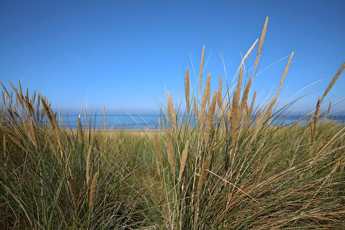 TPFR31191: Plage paisible avec herbes dorées