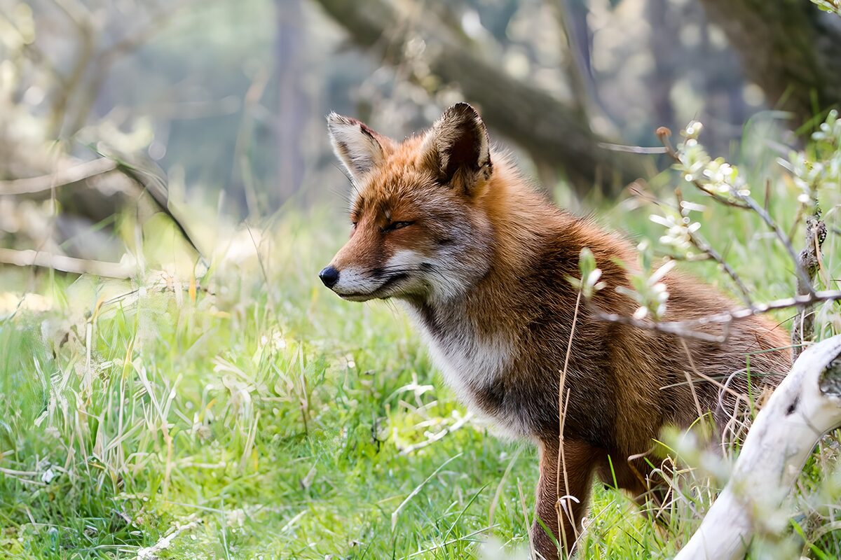 Renard dans son habitat naturel