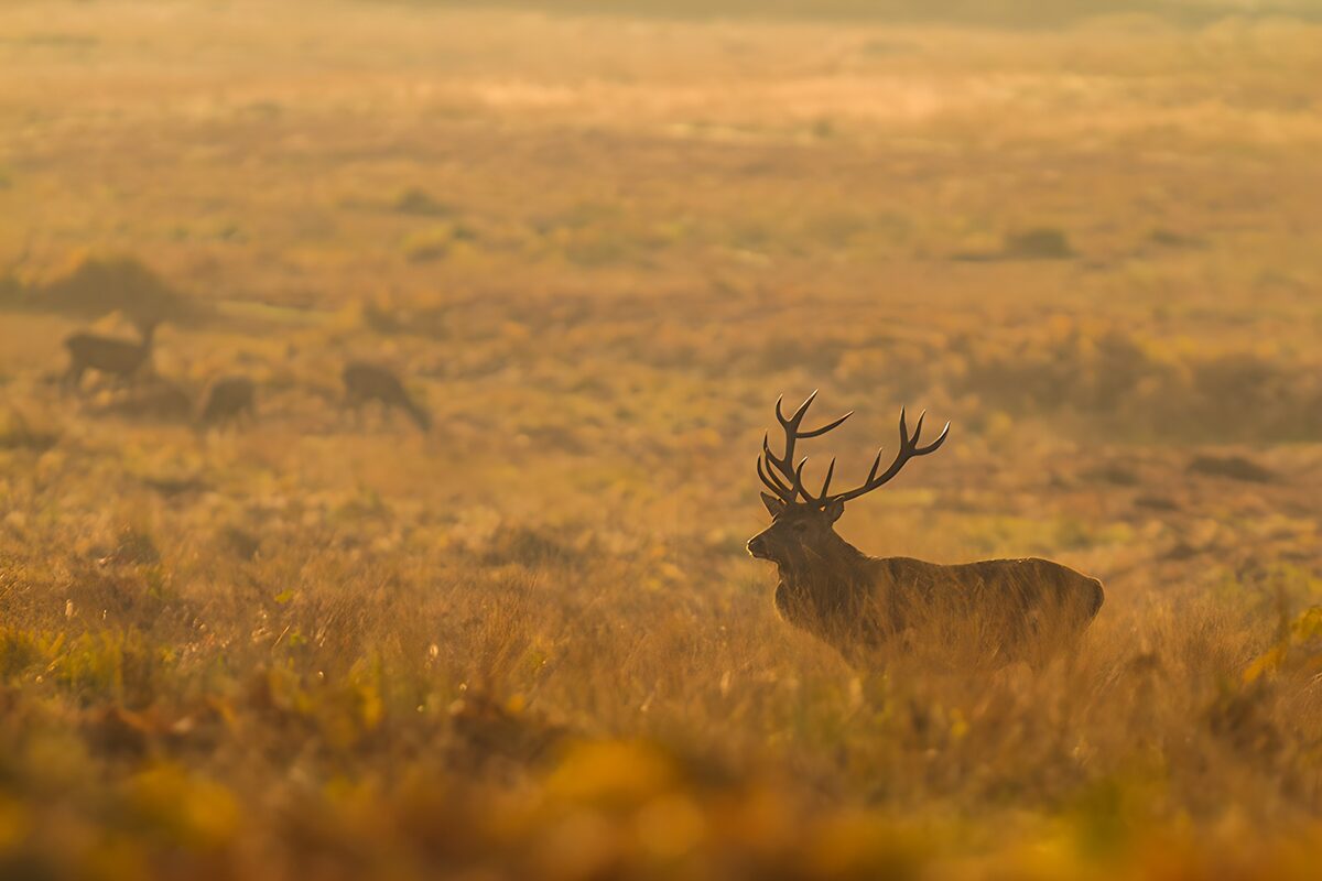 TPFR55301: Cerf majestueux dans la brume matinale