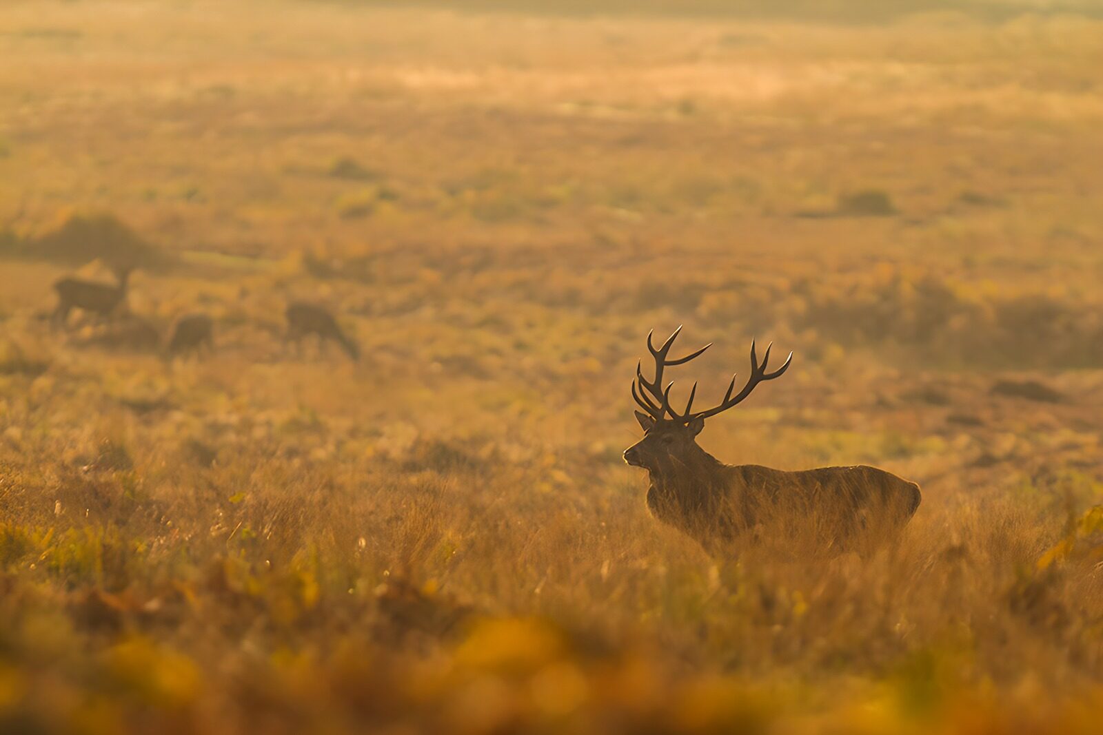 TPFR55301: Cerf majestueux dans la brume matinale
