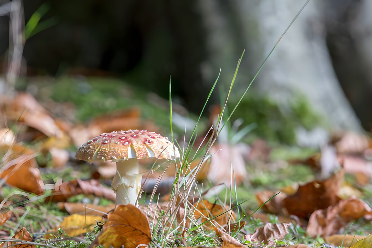 Champignon coloré au milieu des feuilles