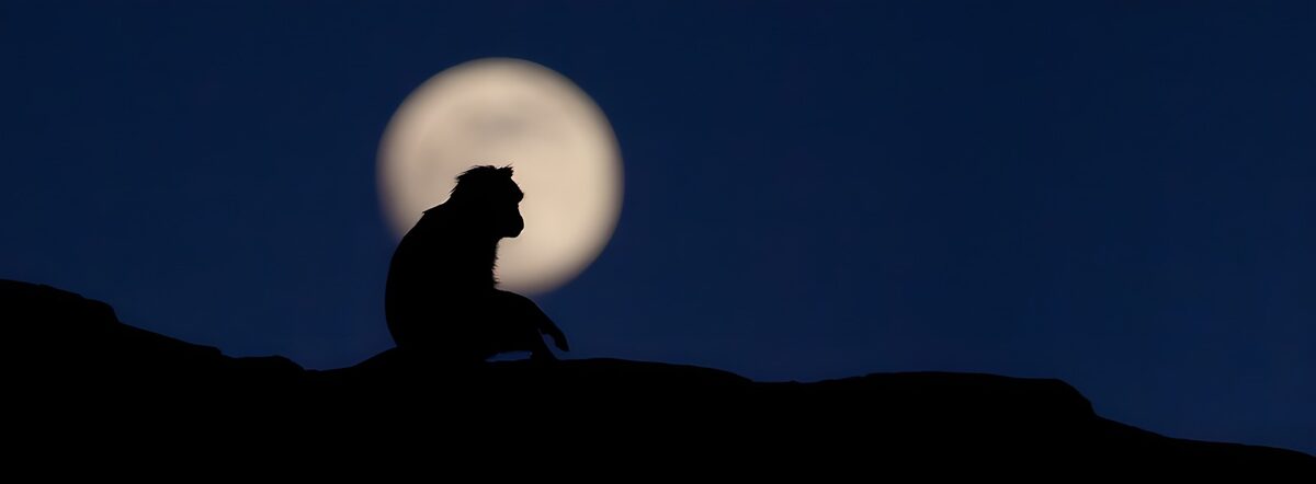 TPFR79377: Singe sous la lune