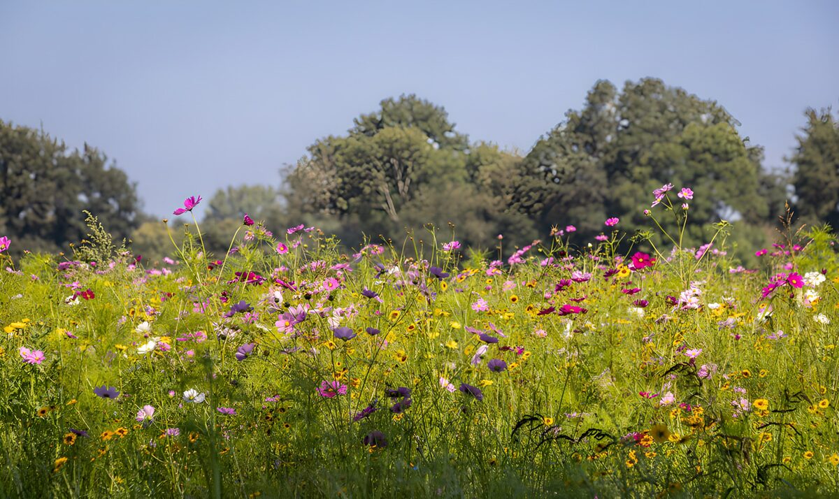 TPFR76779: Champ de fleurs colorées en été