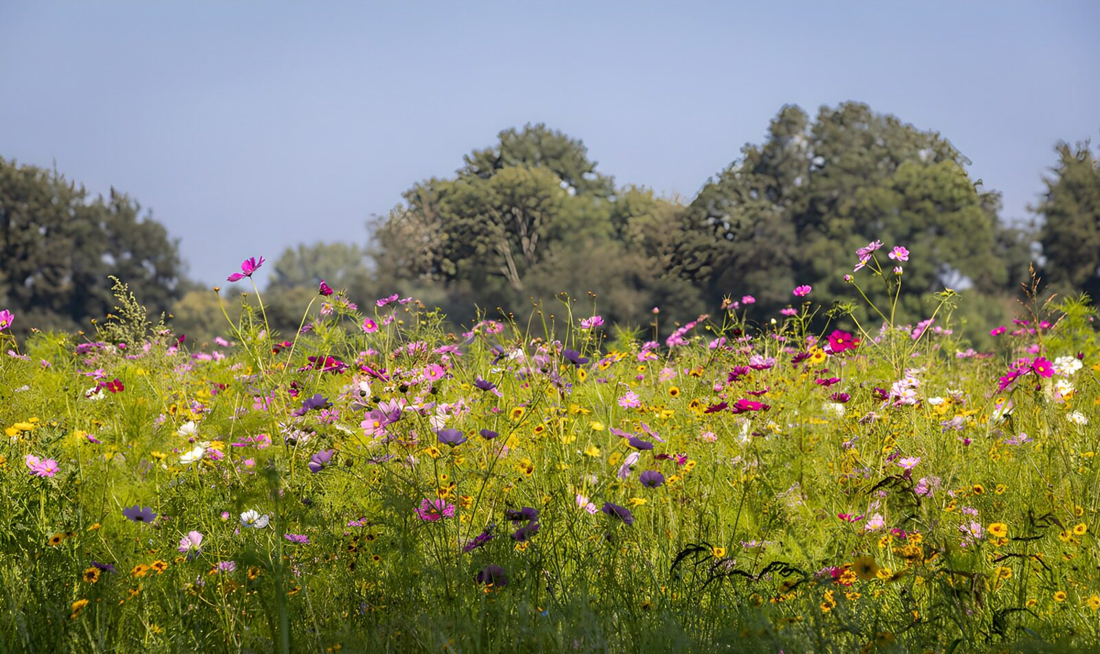 TPFR76779: Champ de fleurs colorées en été