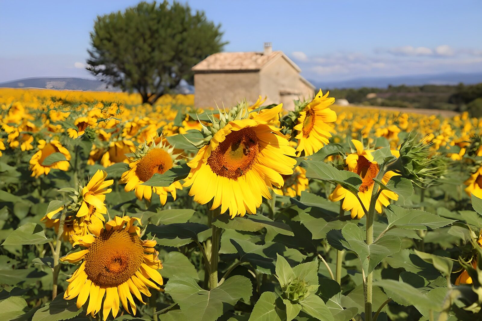 TPFR28914: Champs de tournesols en Provence