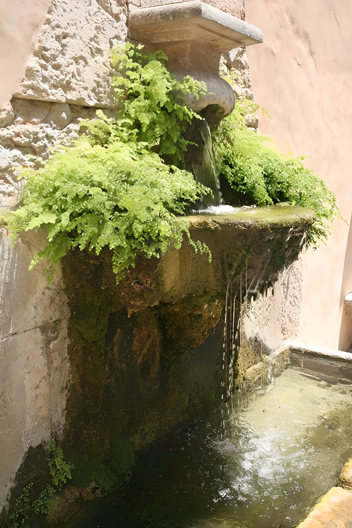 Fontaine et bassin avec végétation