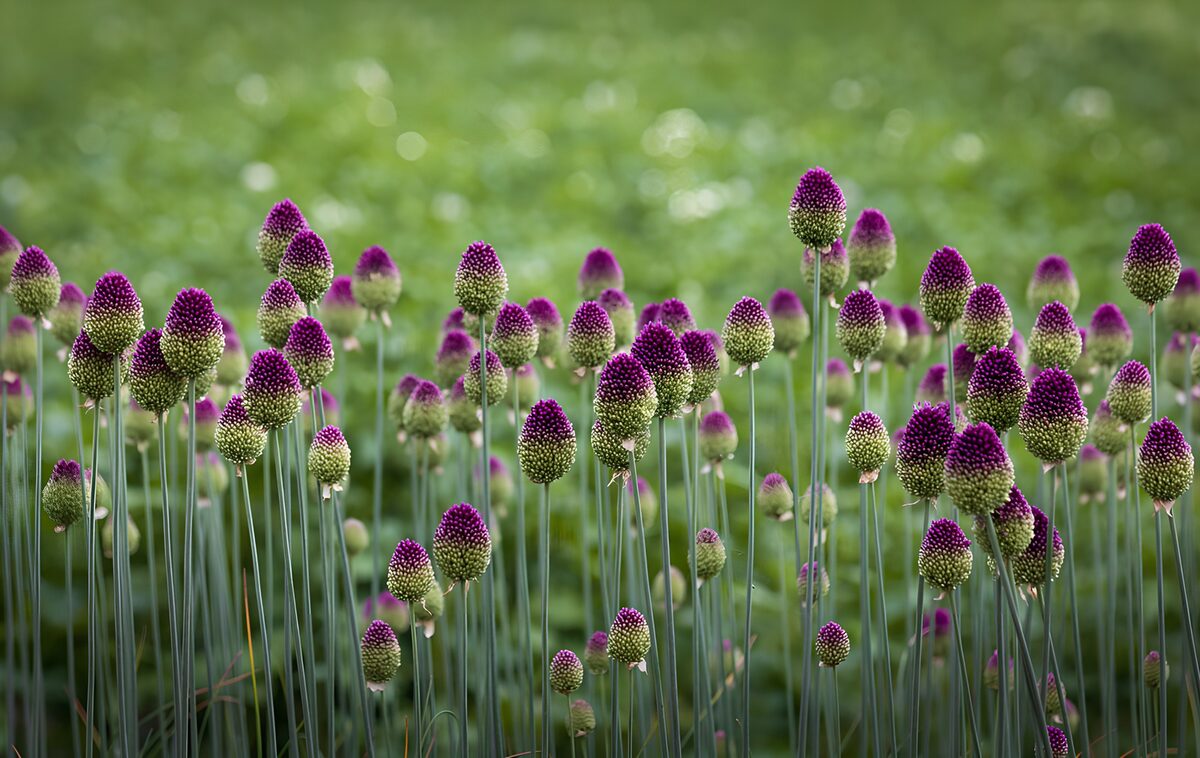 Alliums pourpres en boutons