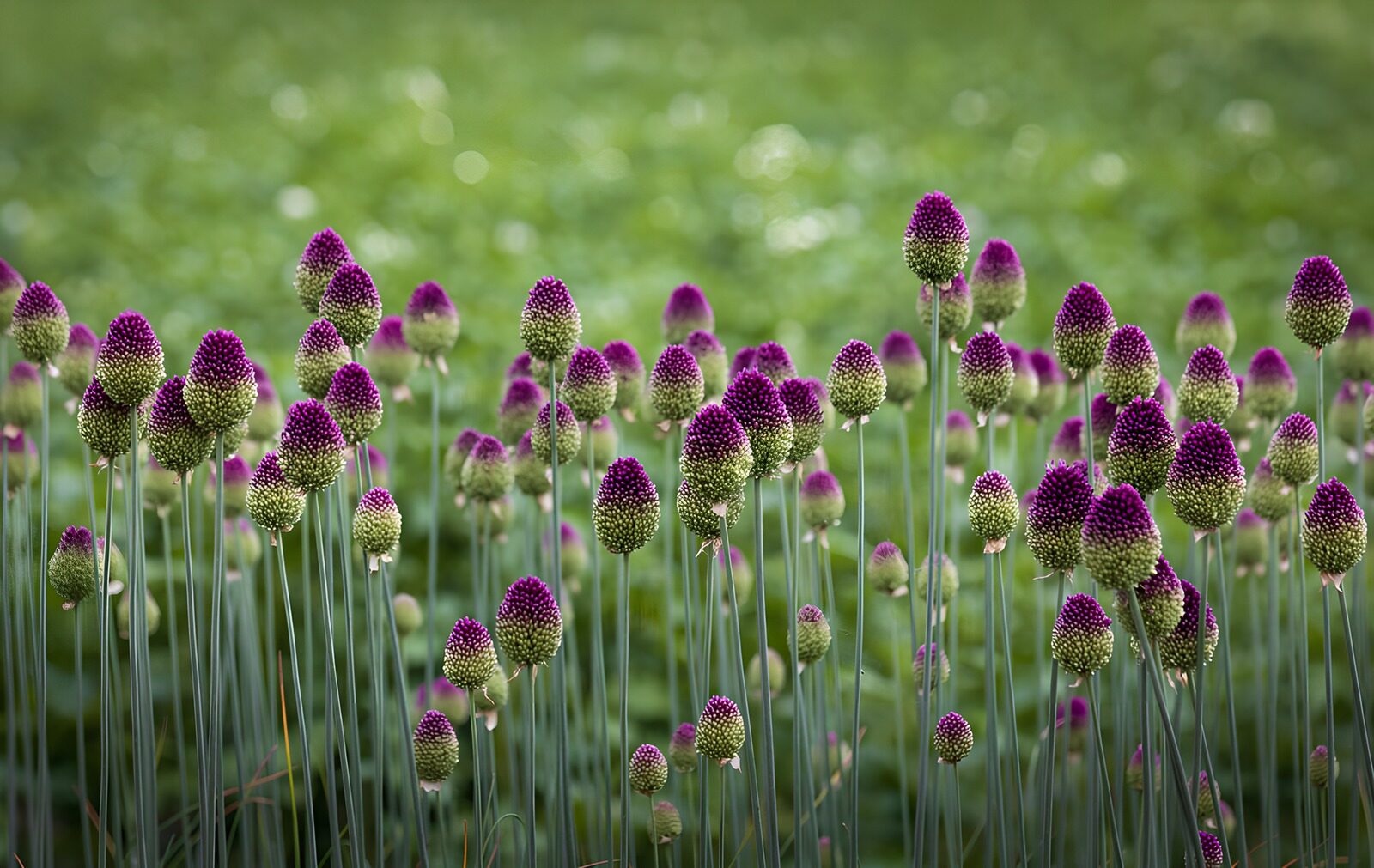 TPFR67118: Alliums pourpres en boutons