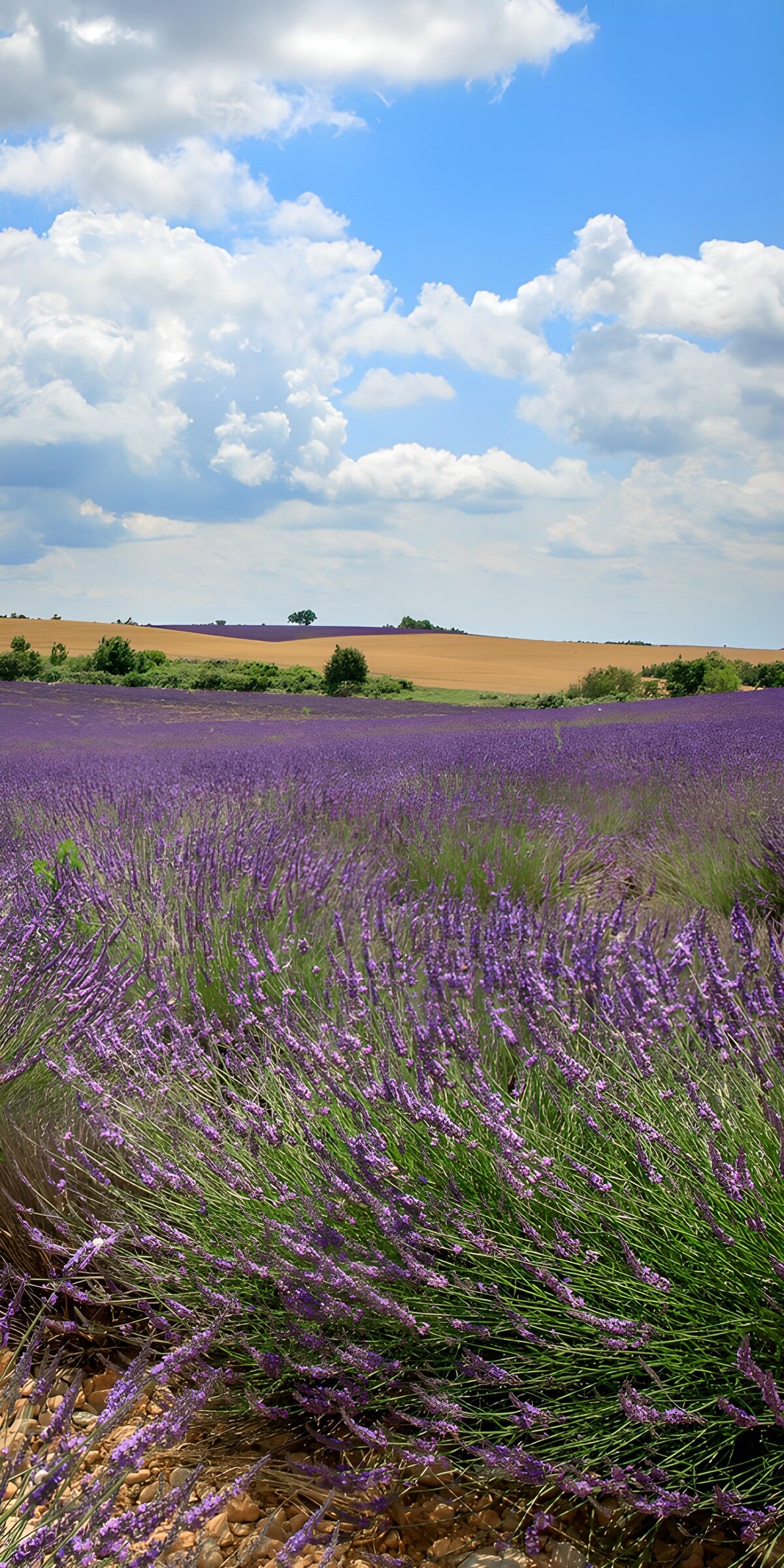 TPFR57463: Champ de lavande sous le ciel bleu