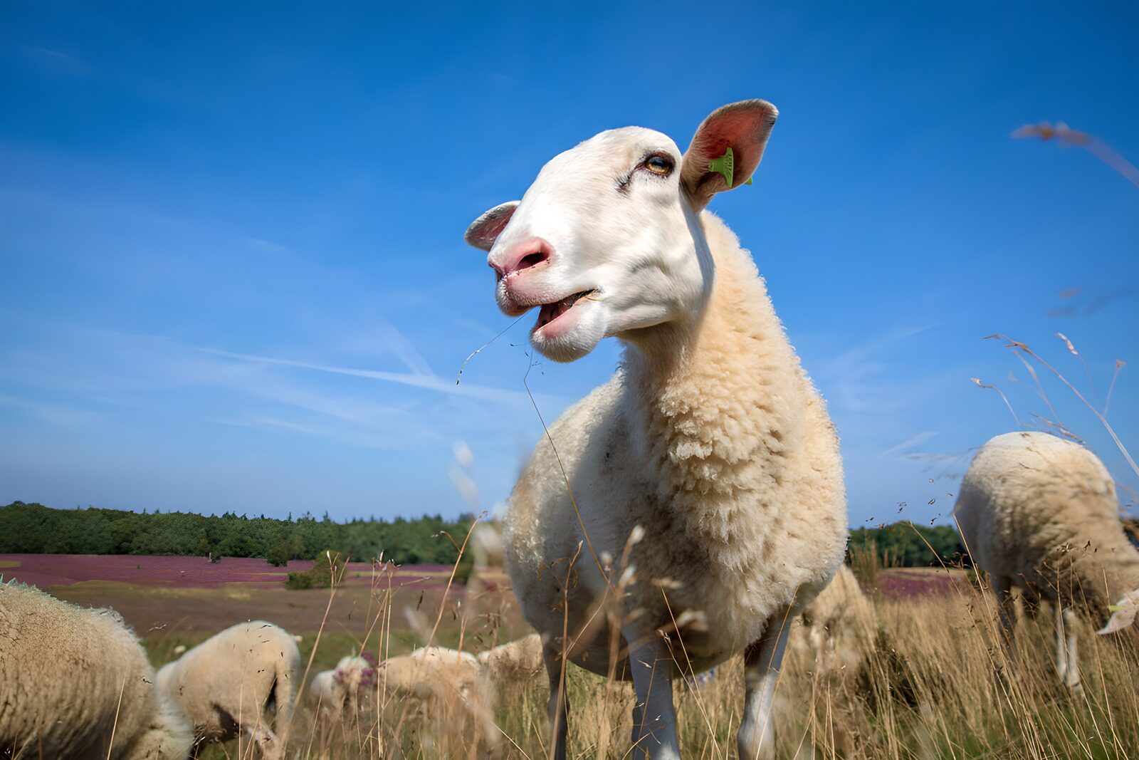TPFR43080: Mouton paisible dans le champ ensoleillé