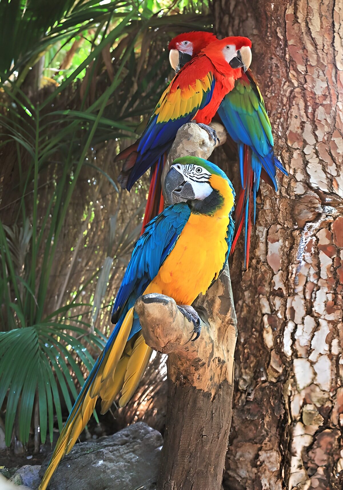 TPFR34821: Perroquets colorés en harmonie