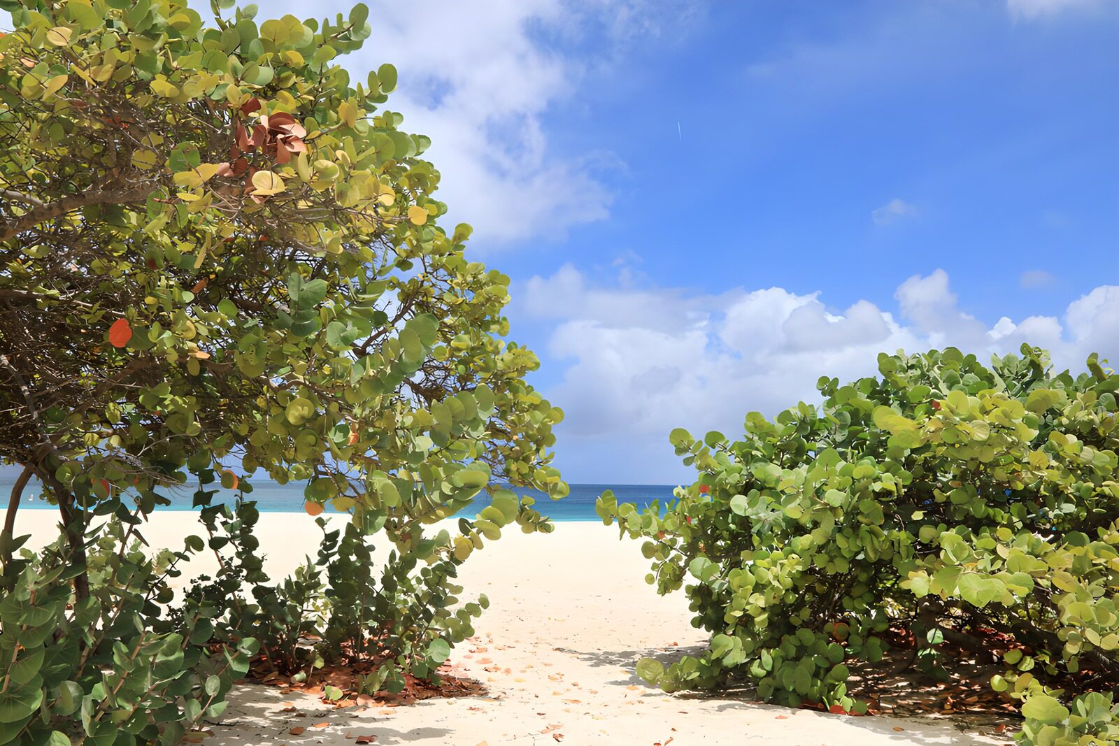 TPFR38799: Plage tranquille entre les feuillages