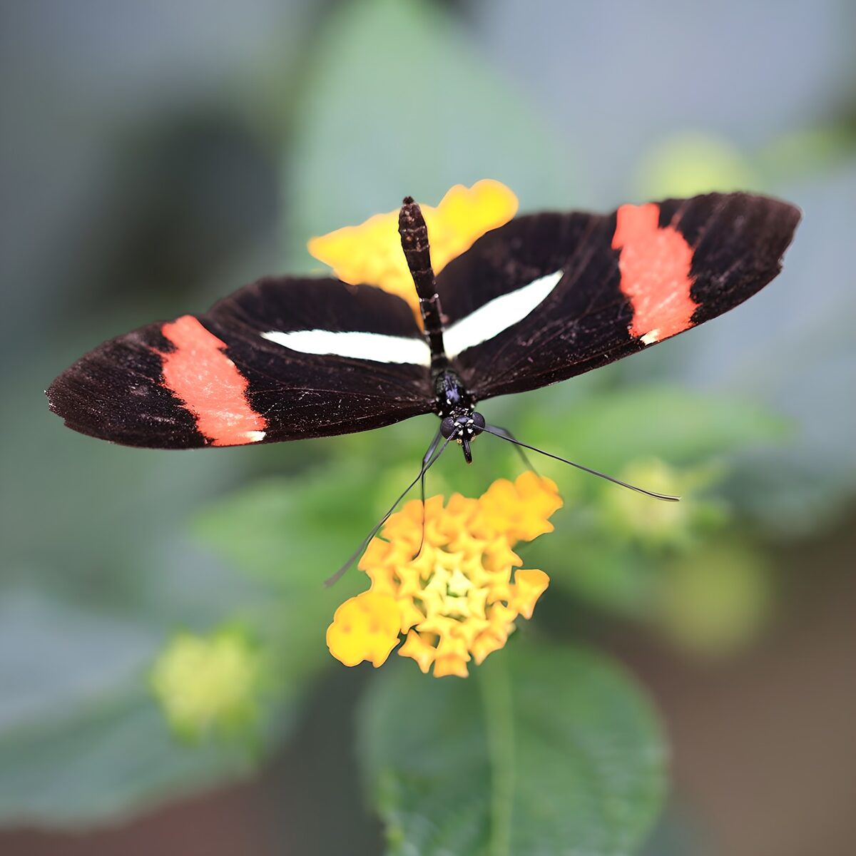 TPFR54069: Papillon sur une fleur éclatante