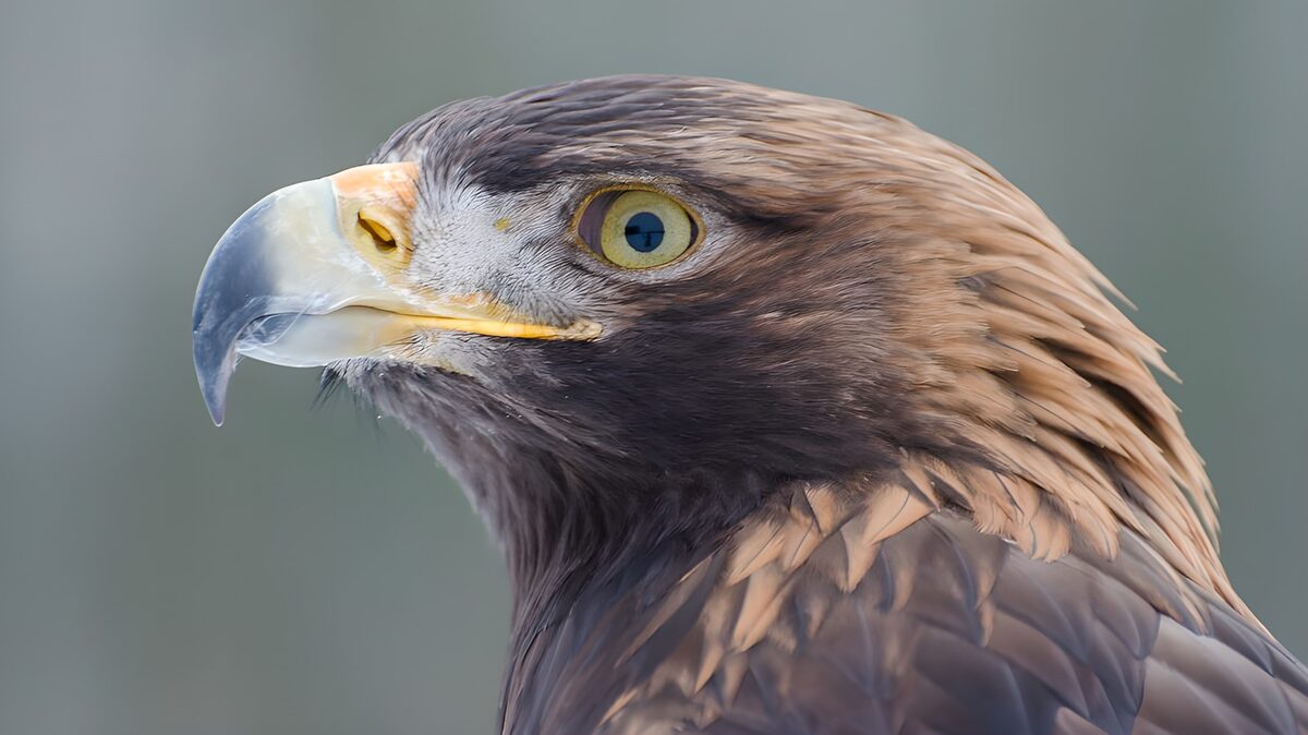 TPFR81538: Aigle majestueux en gros plan