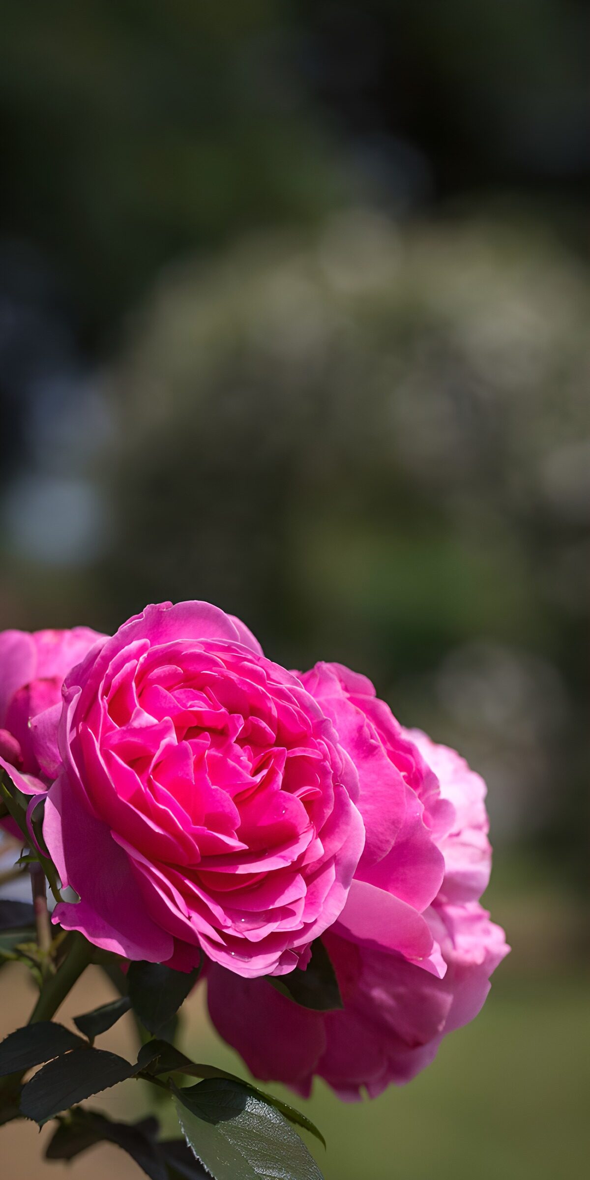 TPFR76439: Roses éclatantes au printemps