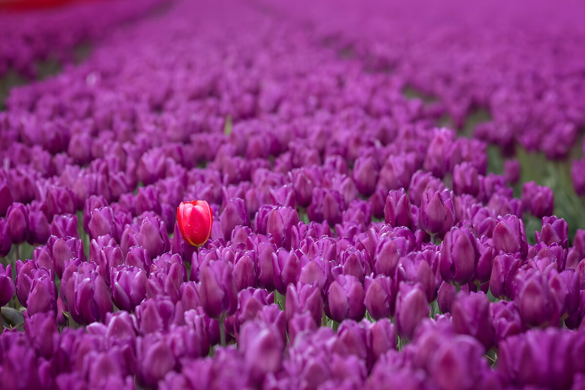 TPFR58855: Un tulipe rouge parmi des violettes