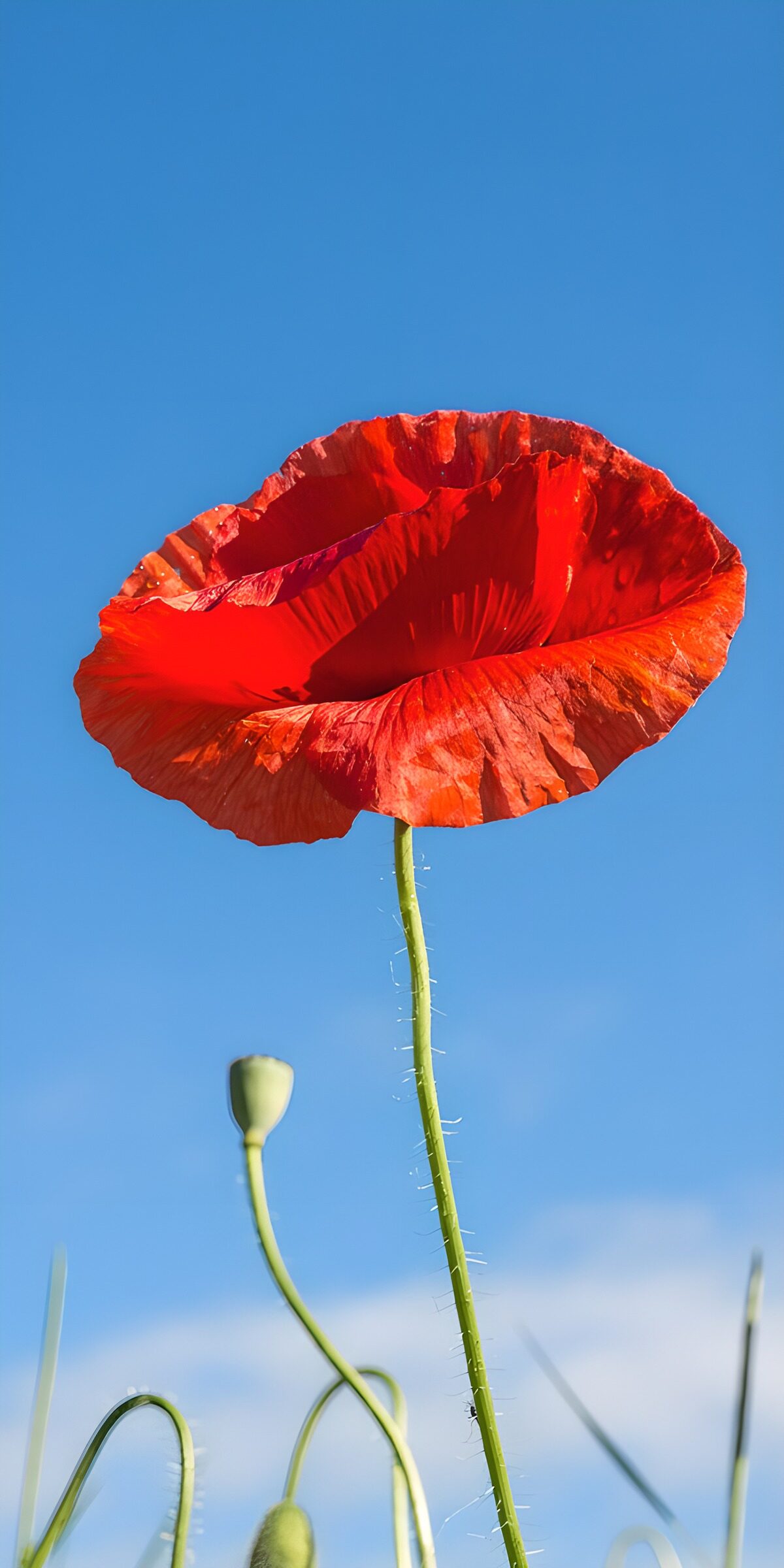 TPFR86834: Coquelicot sous le ciel bleu