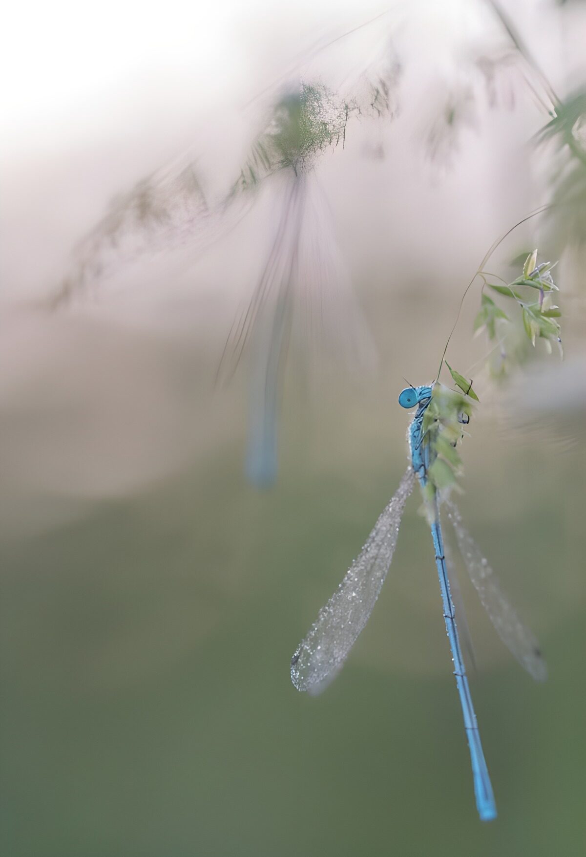 TPFR85918: Libellule bleue perchée sur une plante