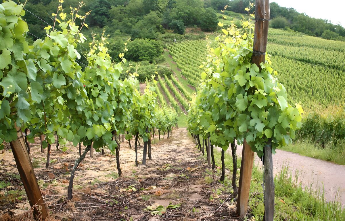 TPFR85905: Vignes luxuriantes en pleine croissance