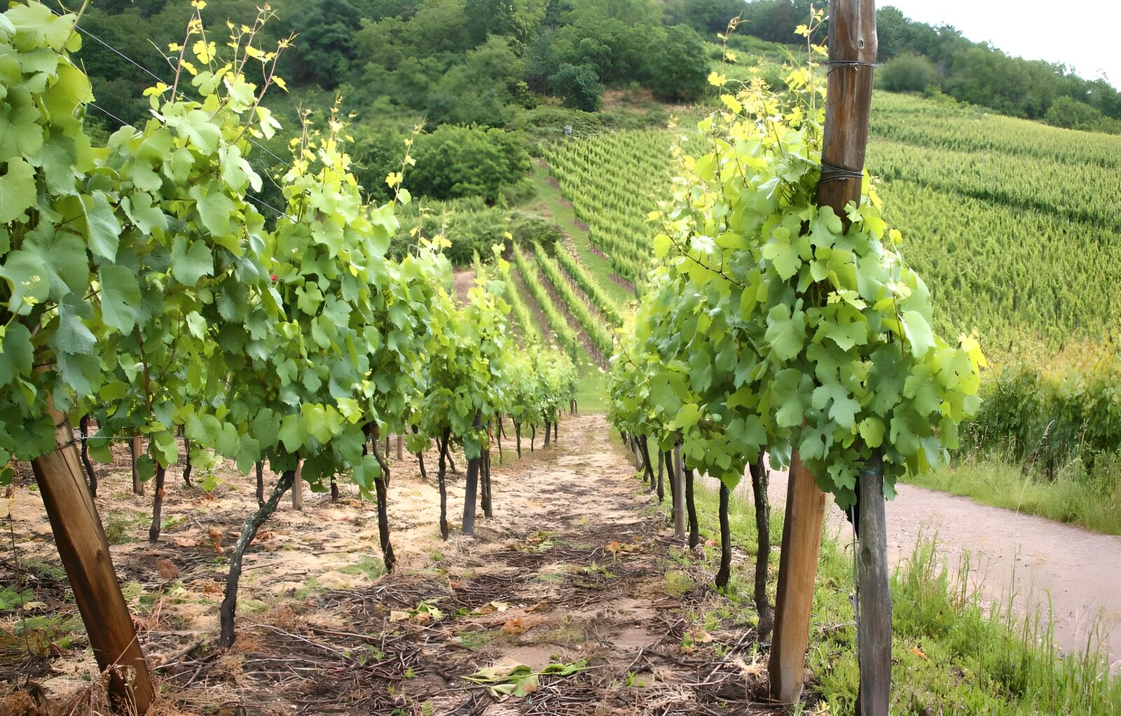 TPFR85905: Vignes luxuriantes en pleine croissance