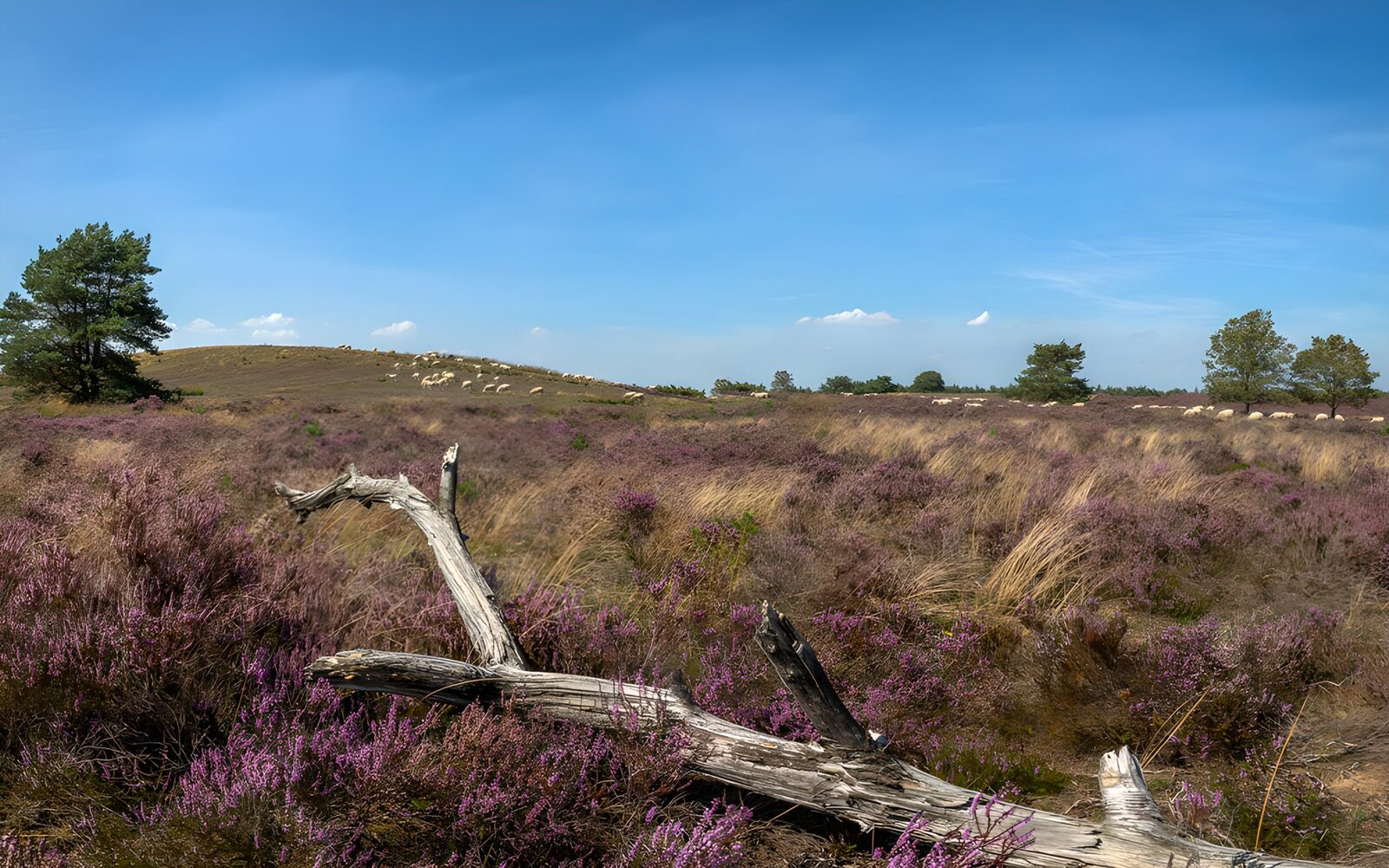 TPFR57004: Paysage de bruyère avec un ciel bleu
