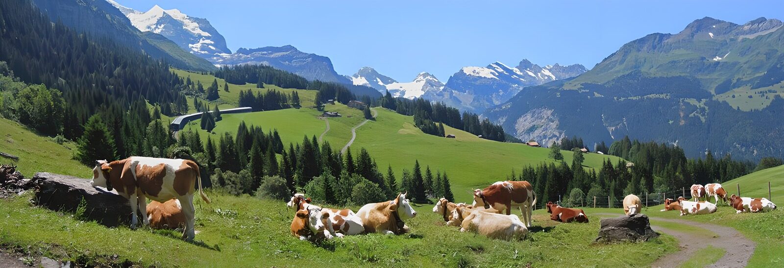 TPFR76154: Vaches dans les montagnes suisses