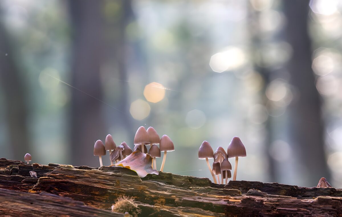 TPFR64062: Champignons dans la forêt enchantée