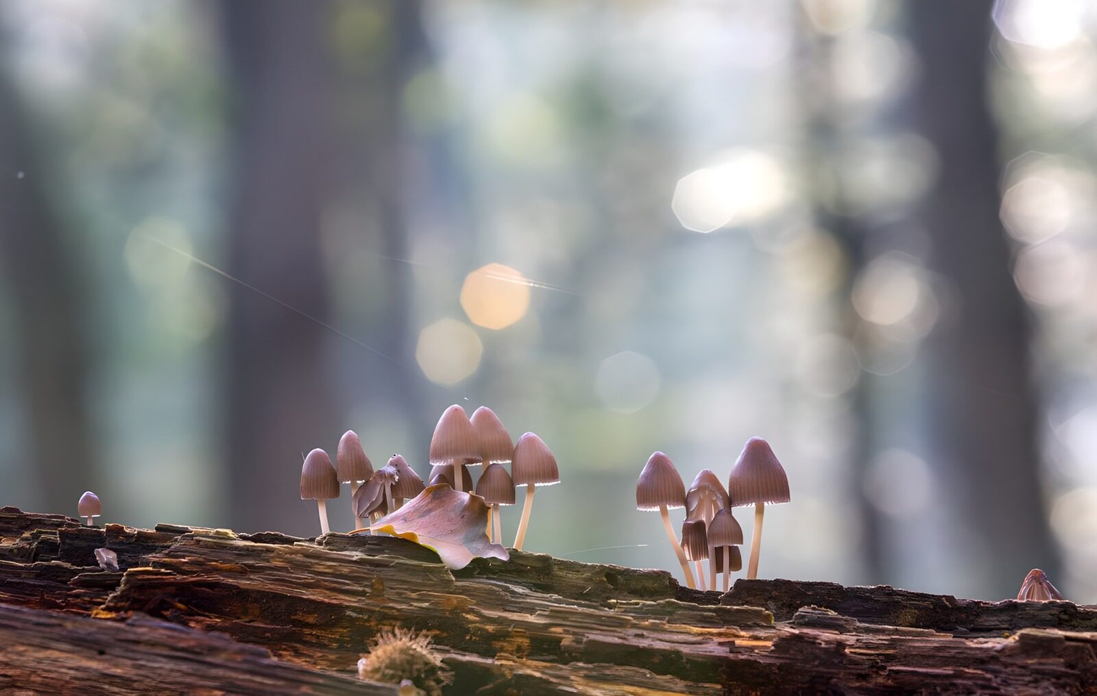 TPFR64062: Champignons dans la forêt enchantée