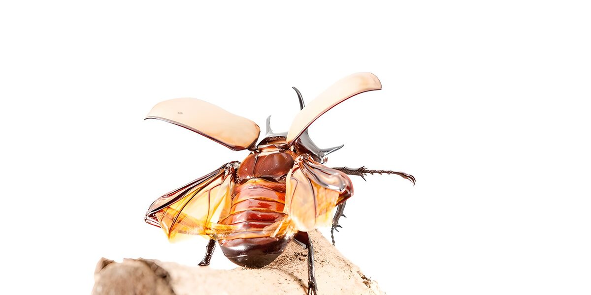 TPFR94356: Insecte avec ailes déployées