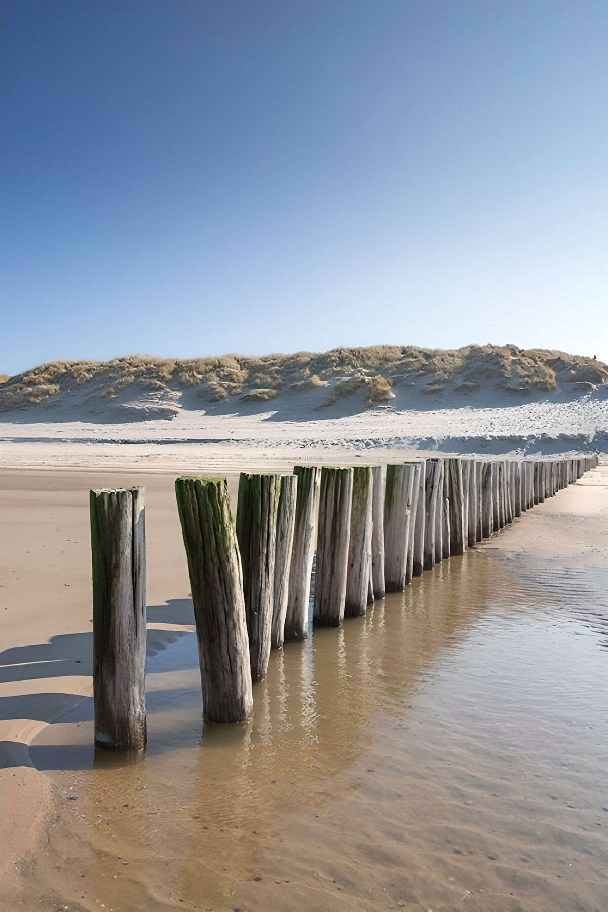 TPFR87363: Pieux en bois sur la plage ensoleillée