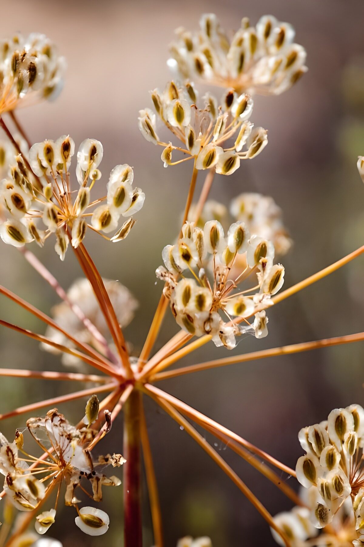 TPFR55112: Fleurs délicates en pleine lumière