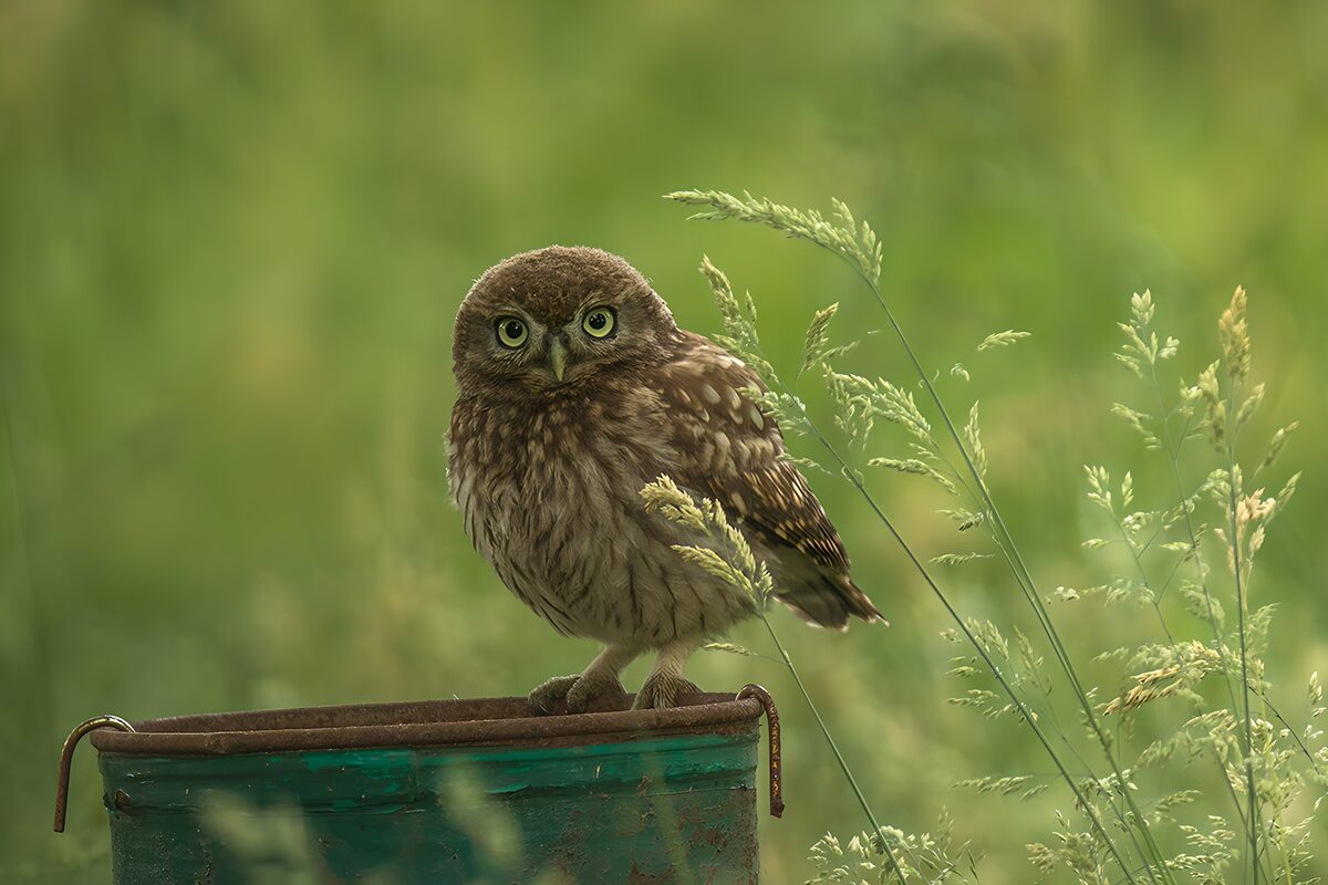 TPFR36196: Hibou mignon sur un seau