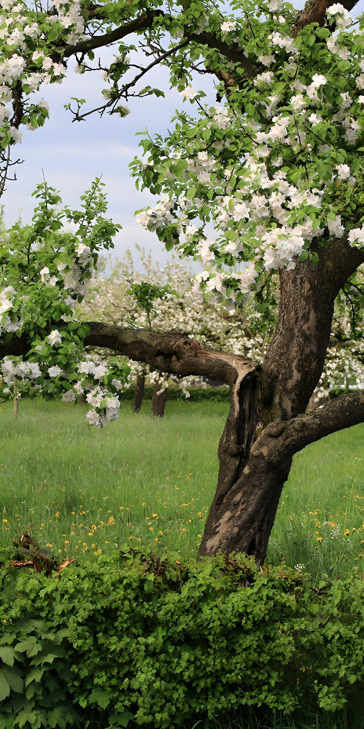 TPFR26428: Verger en fleurs au printemps
