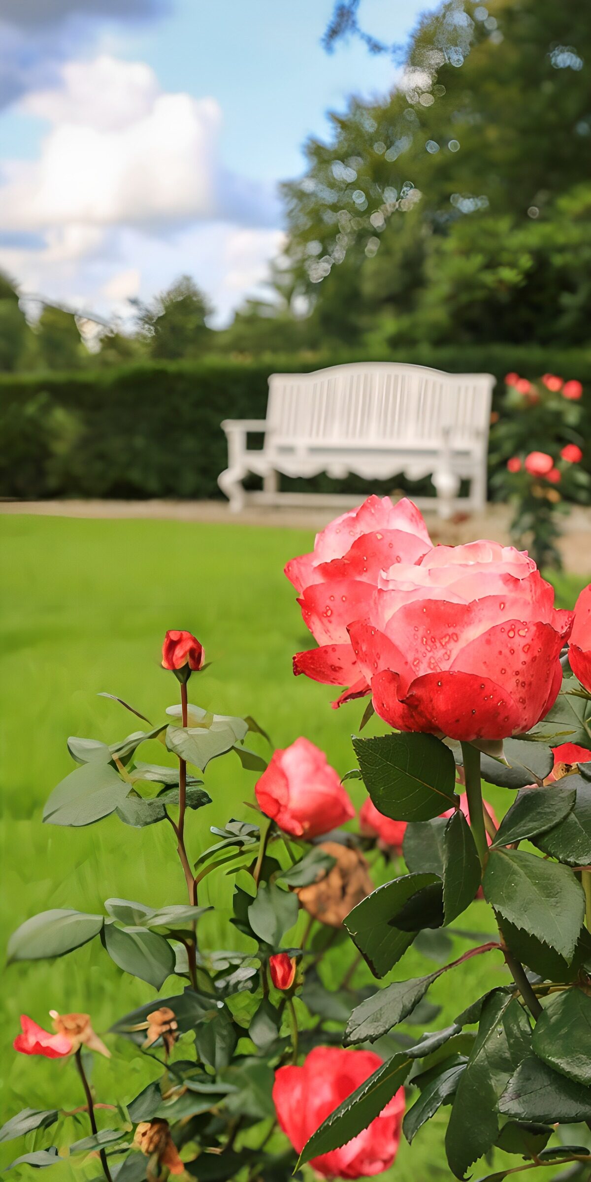 TPFR34867: Roses éclatantes dans le jardin
