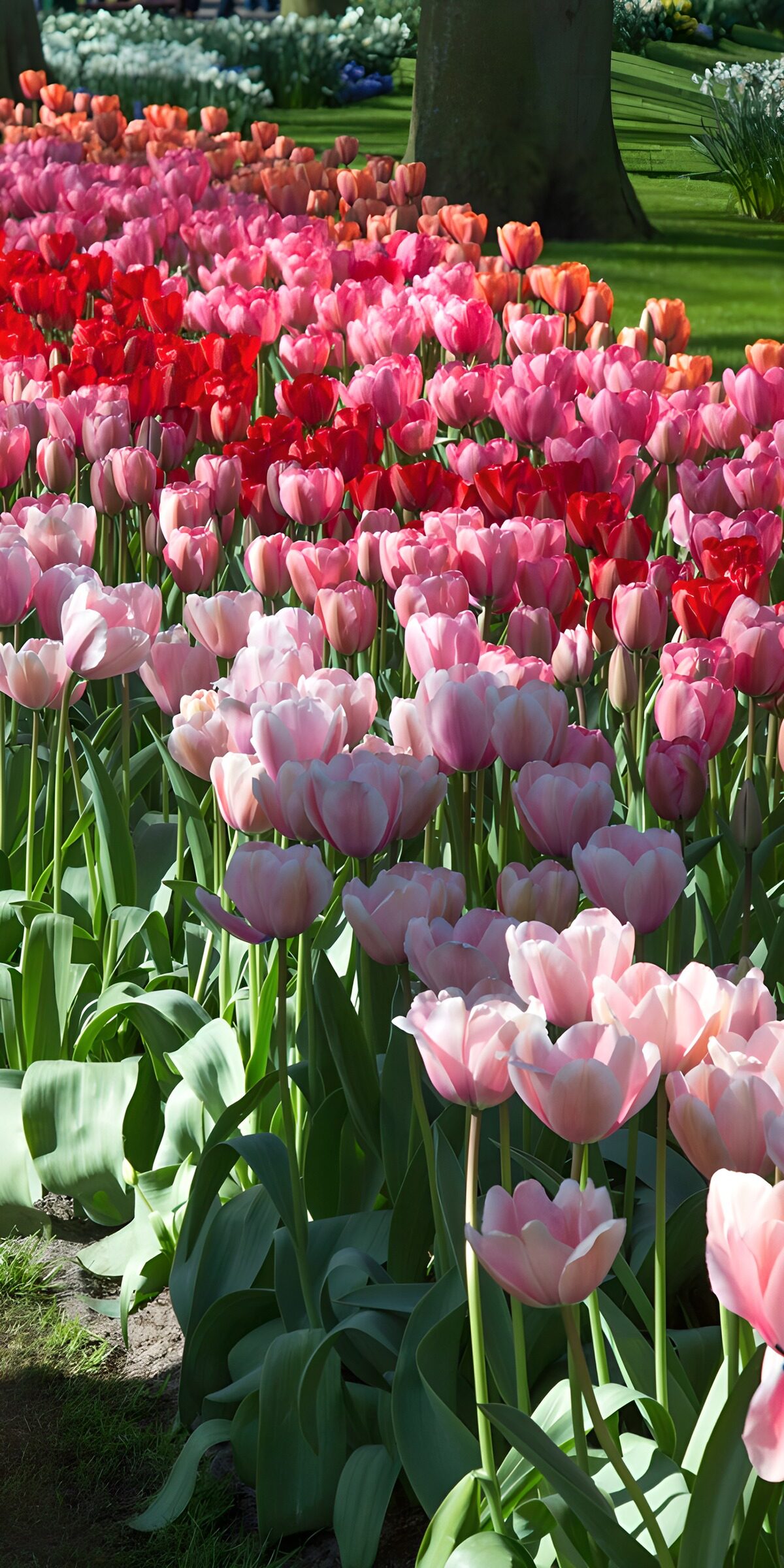 TPFR39237: Champs de tulipes colorées au printemps