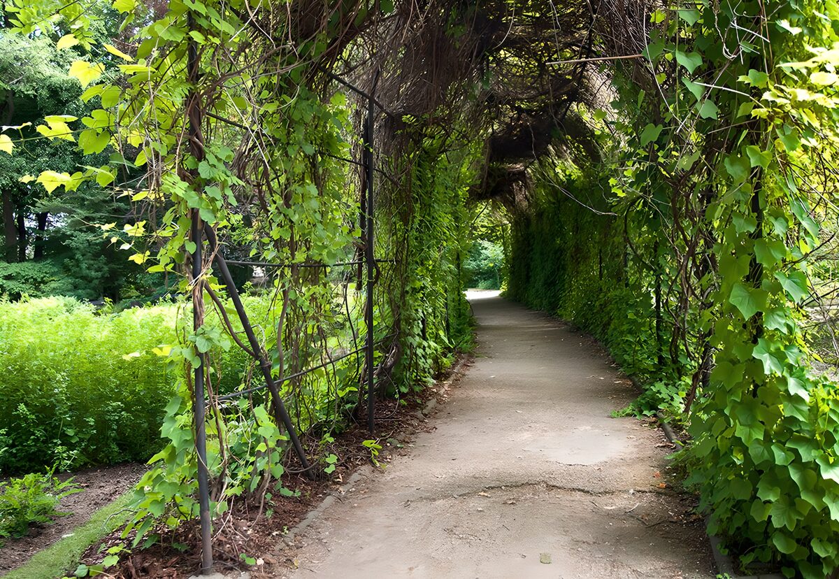 TPFR36431: Chemin verdoyant sous la voûte de verdure
